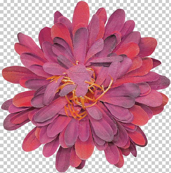 Chrysanthemum Dahlia Cut Flowers Magenta Petal PNG, Clipart, Chrysanthemum, Chrysanths, Cut Flowers, Dahlia, Daisy Family Free PNG Download