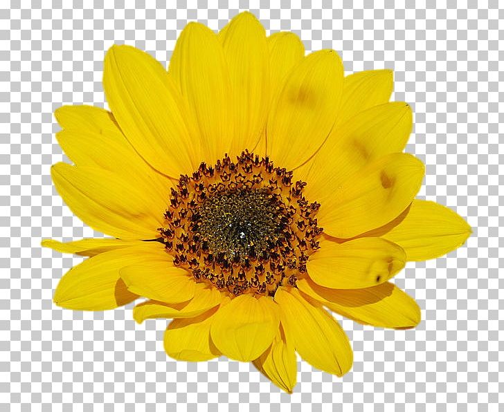 Common Sunflower PNG, Clipart, Annual Plant, Chrysanths, Clip Art, Common Sunflower, Daisy Family Free PNG Download