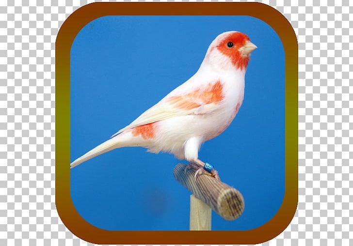 Harz Roller Bird Spanish Timbrado Aviary Cockatiel PNG, Clipart, Animal, Animals, Aviary, Beak, Bird Free PNG Download