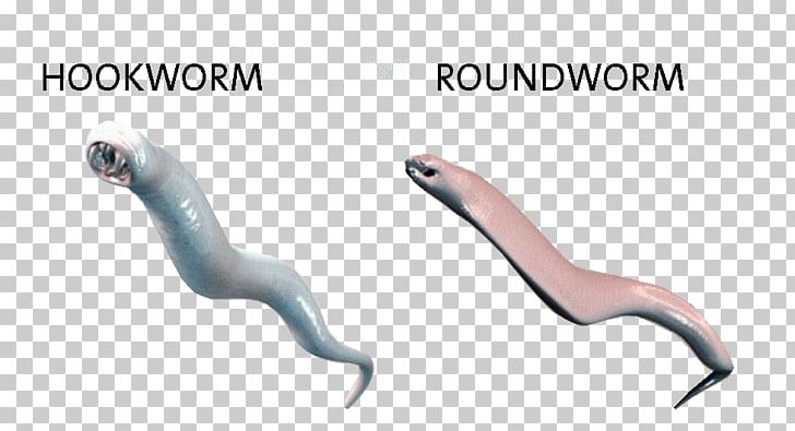 Hookworm Infection Parasitism Roundworms Threadworm PNG, Clipart, Auto Part, Child, Conception, Fertility, Hookworm Infection Free PNG Download