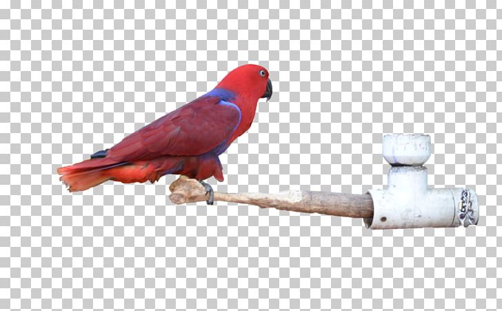 Macaw Parakeet Beak Feather PNG, Clipart, Animals, Beak, Bird, Feather, Macaw Free PNG Download