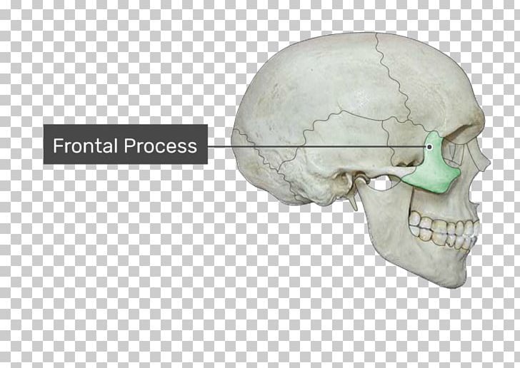 Condyloid Process Coronoid Process Of The Mandible Alveolar Process Frontal Process Of Maxilla PNG, Clipart, Alveolar Process, Bone, Condyloid Joint, Condyloid Process, Fantasy Free PNG Download