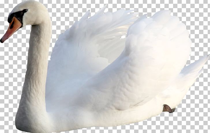 Cygnini Bird Goose Photography Duck PNG, Clipart, Animal, Animals, Beak, Bird, Cygnini Free PNG Download