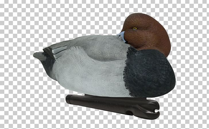 Duck Decoy Mallard Goose PNG, Clipart, Animals, Anseriformes, Avian, Canada Goose, Canvasback Free PNG Download