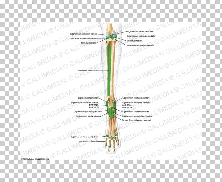 Line Grasses Angle Diagram H&M PNG, Clipart, Angle, Arm, Art, Diagram, Family Free PNG Download