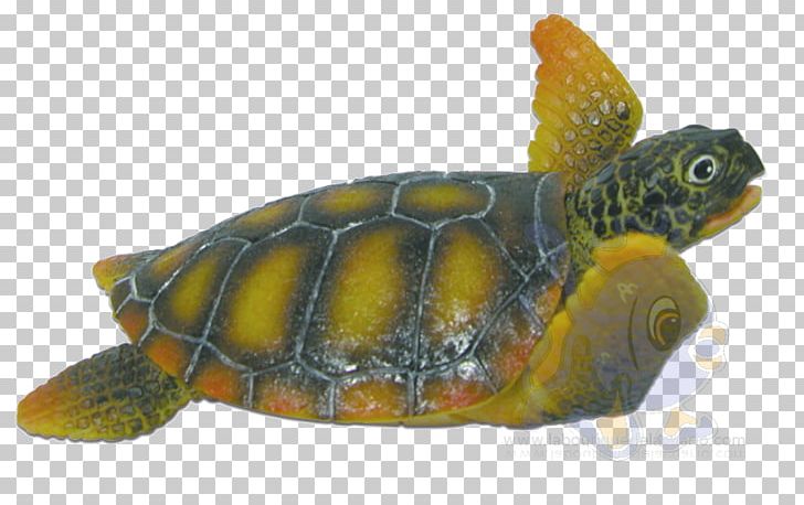 Loggerhead Sea Turtle Box Turtles Snapping Turtles Tortoise PNG, Clipart, Animal, Animals, Box Turtle, Box Turtles, Caretta Free PNG Download