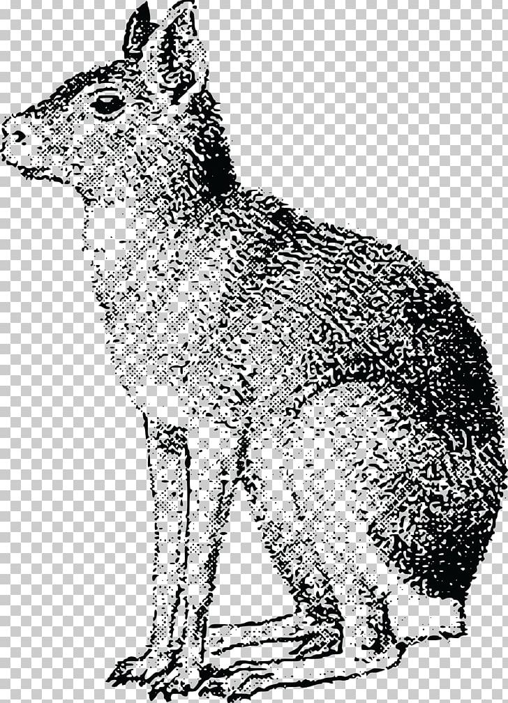Red Fox Gray Wolf Coyote Hare Patagonia PNG, Clipart, Animal, Black And White, Carnivoran, Cassava Vector, Coyote Free PNG Download