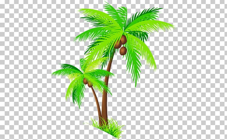 Coconut Arecaceae Tree PNG, Clipart, Arecaceae, Arecales, Clip Art, Coconut, Download Free PNG Download