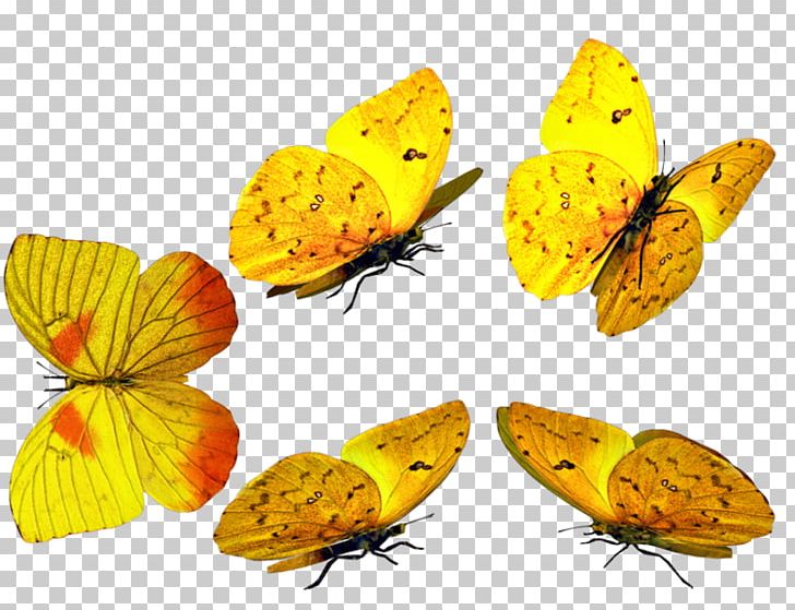 Butterfly PNG, Clipart, Arthropod, Artworks, Brush Footed Butterfly, Butterflies And Moths, Butterfly Free PNG Download