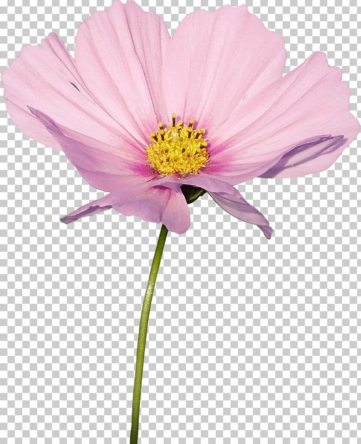 Cosmos Flower Plant Daisy Family PNG, Clipart, Annual Plant, Cosmos, Cut Flowers, Daisy Family, Flower Free PNG Download