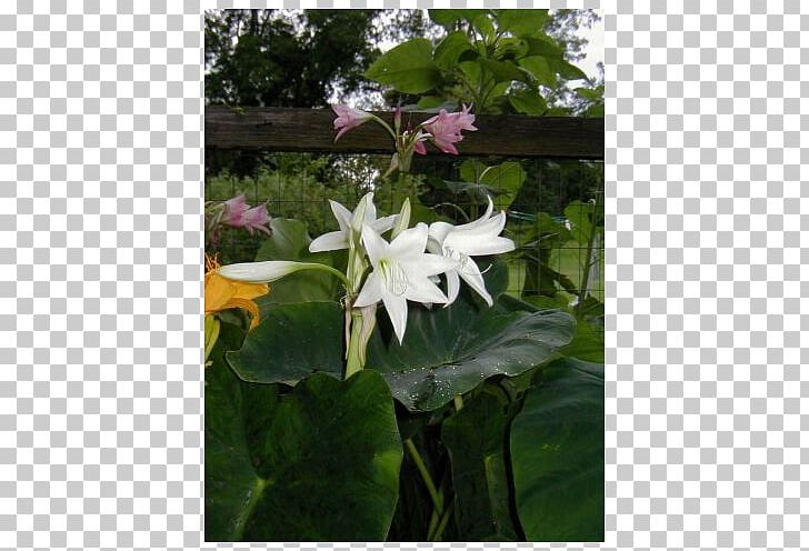 Daturas PNG, Clipart, Datura, Daturas, Flora, Flower, Flowering Plant Free PNG Download