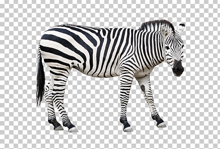 Horse Zebra PNG, Clipart, American Well, Animal, Barcode, Black And White, Boston Free PNG Download