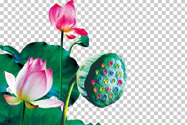 Nelumbo Nucifera Poster PNG, Clipart, Chinoiserie, Computer Wallpaper, Creative Work, Cut Flowers, Flower Free PNG Download