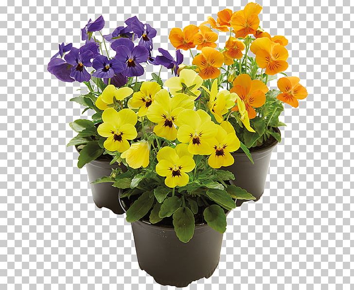Pansy Primrose Flowerpot Annual Plant Cut Flowers PNG, Clipart, Annual Plant, Cornuta, Cut Flowers, Flower, Flowering Plant Free PNG Download