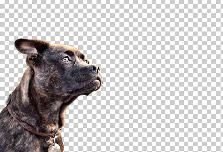 Dog Breed Cane Corso Scottish Terrier West Highland White Terrier Puppy PNG, Clipart, Animal, Animal Rescue Group, Animals, Cane Corso, Carnivoran Free PNG Download