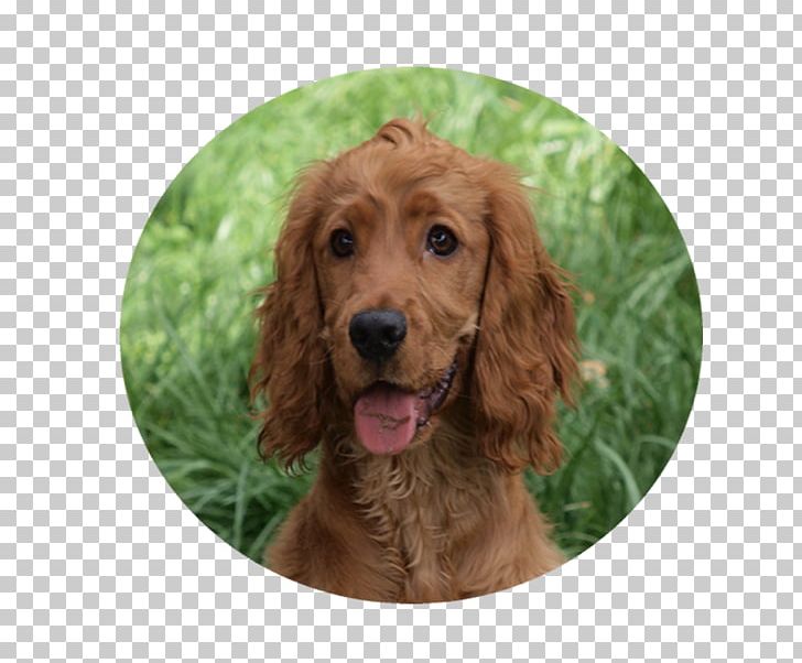 Irish Setter Boykin Spaniel Field Spaniel English Cocker Spaniel Sussex Spaniel PNG, Clipart, Animals, Boykin Spaniel, Breed, Carnivoran, Companion Dog Free PNG Download