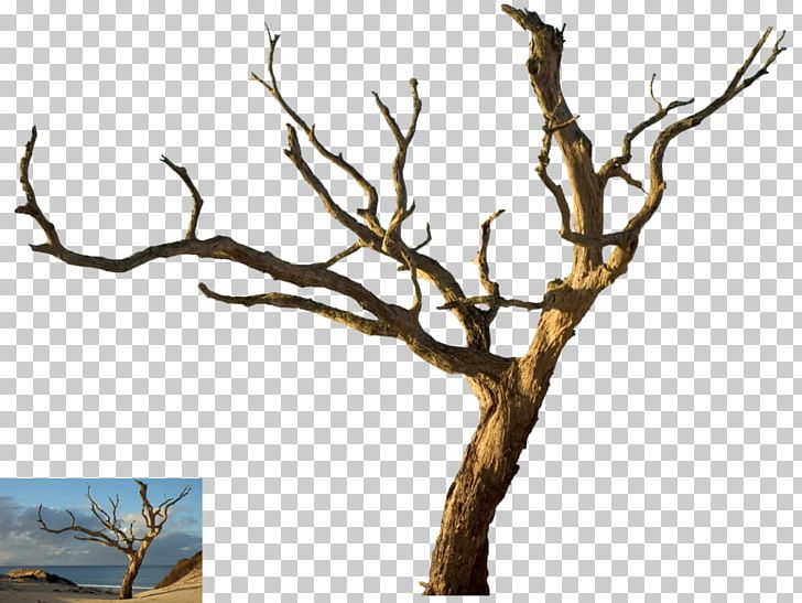 Tree Desktop Snag Branch Oak PNG, Clipart, Branch, Dead, Desert, Desktop Wallpaper, Drawing Free PNG Download