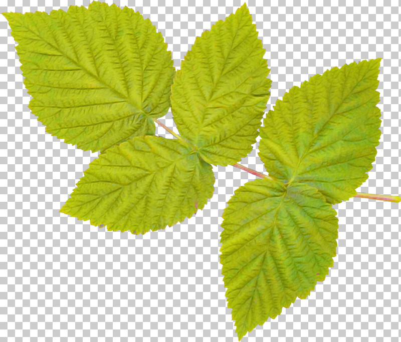 Leaf Plant Flower Slippery Elm Tree PNG, Clipart, Elm, Flower, Herb, Leaf, Nettle Family Free PNG Download