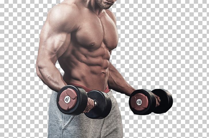 Bodybuilding Fitness Centre Muscle PNG, Clipart, Abdomen, Arm, Barbell,  Bice, Biceps Free PNG Download