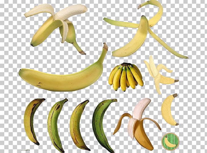 Cooking Banana Eating Commodity PNG, Clipart, Banana, Banana Family, Commodity, Cooking, Cooking Banana Free PNG Download