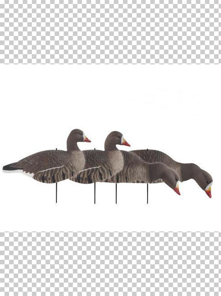 Decoy Mallard Greater White-fronted Goose Waterfowl Hunting PNG, Clipart, Animals, Anser, Beak, Bird, Decoy Free PNG Download