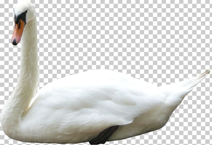 Cygnini Bird Duck Anser Goose PNG, Clipart, Anatidae, Animal, Animals, Anser, Anseriformes Free PNG Download