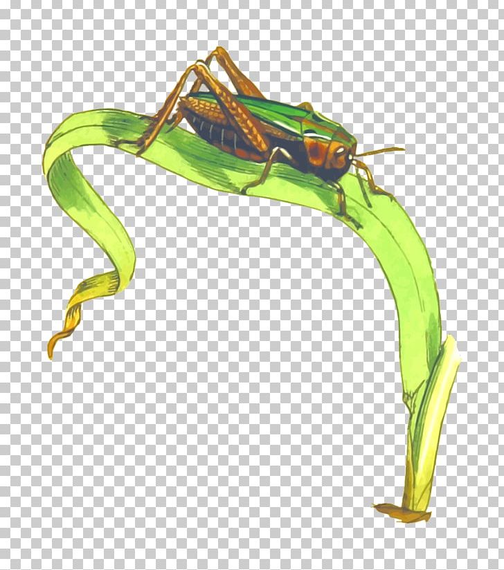 Omocestus Viridulus Grasshopper Caelifera PNG, Clipart, Background Green, Desert Locust, Drawing, Frog, Go Green Free PNG Download
