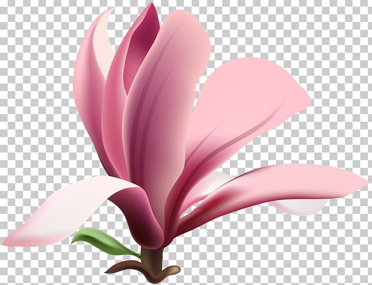 Southern Magnolia PNG, Clipart, Blossom, Clip Art, Clipart, Color, Computer Wallpaper Free PNG Download
