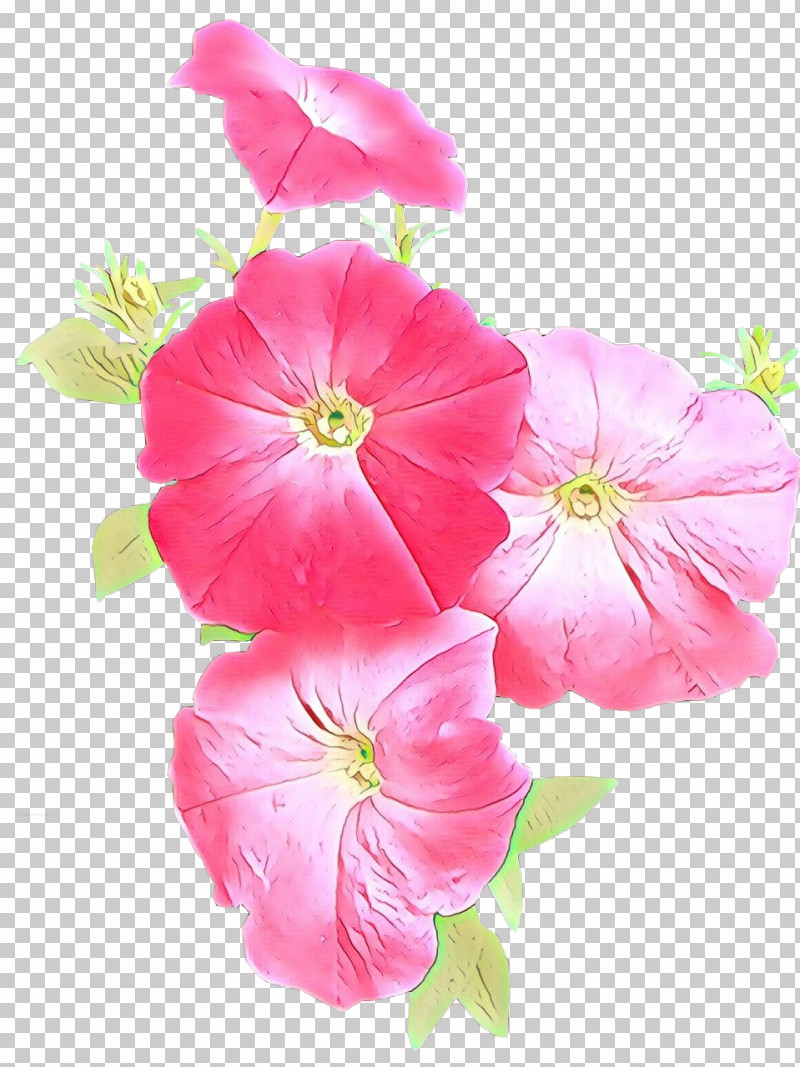 Flower Petal Pink Plant Morning Glory PNG, Clipart, Flower, Herbaceous Plant, Impatiens, Morning Glory, Morning Glory Family Free PNG Download