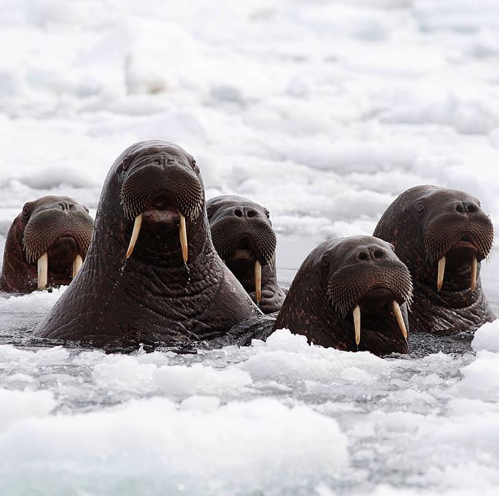 Alaska Arctic Ocean Walrus Chukchi Sea Pinniped PNG, Clipart, Alaska, Animals, Arctic, Arctic Ocean, Blubber Free PNG Download