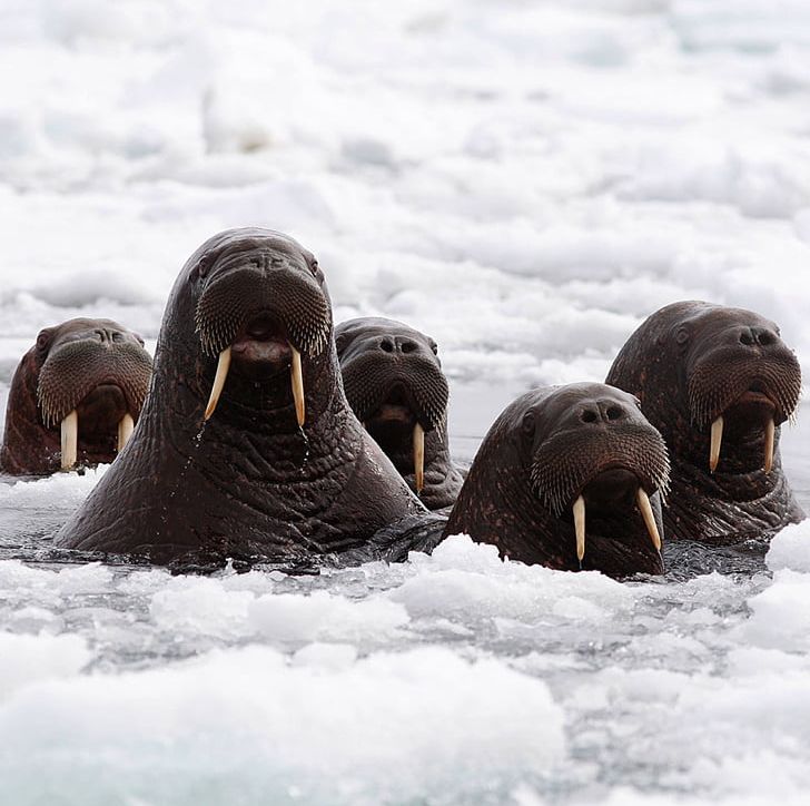 Alaska Arctic Ocean Walrus Chukchi Sea Pinniped PNG, Clipart, Alaska ...