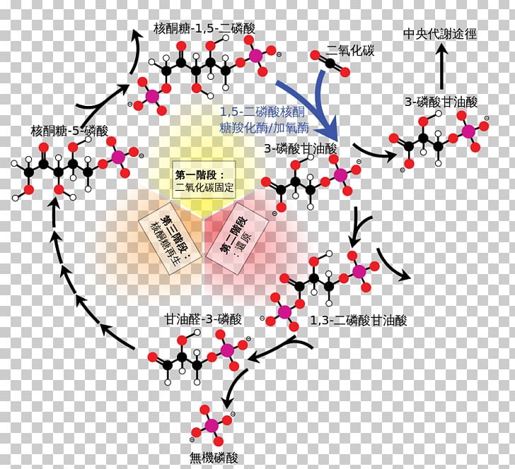 Calvin Cycle Light-independent Reactions Carbon Fixation Ribulose 1 PNG, Clipart, Adenosine Triphosphate, Area, Biology, C3 Carbon Fixation, Calvin Cycle Free PNG Download