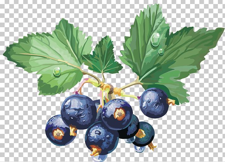 Berry Redcurrant Blackcurrant PNG, Clipart, Berry, Bilberry, Blackcurrant, Blueberries, Blueberry Free PNG Download