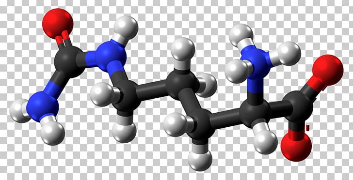 Citrulline Arginine Nitric Oxide Synthase Ball-and-stick Model Carbamoyl Phosphate PNG, Clipart, Agmatine, Amino Acid, Arginine, Aspartic Acid, Ball Free PNG Download