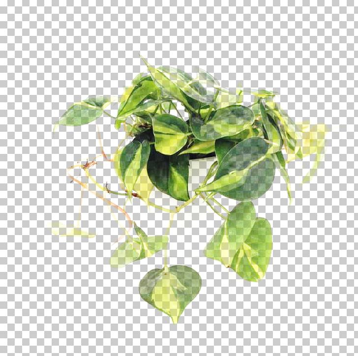 Philodendron Hederaceum Hidrokültür Leaf Variegation PNG, Clipart, Basil, Herb, Herbalism, Leaf, Others Free PNG Download