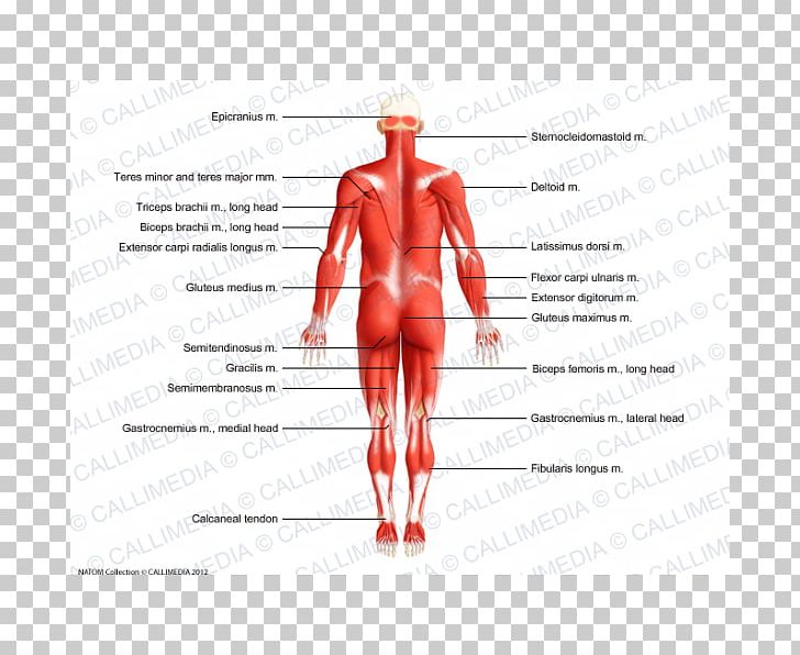 Thumb Muscle Homo Sapiens Anatomy Human Body PNG, Clipart, Abdomen, Anatomy, Arm, Biceps, Calf Free PNG Download