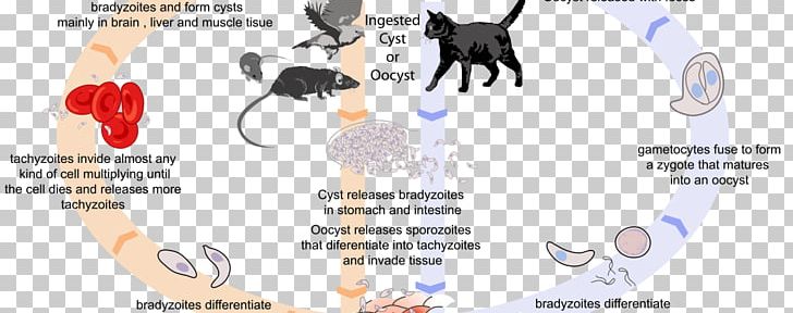 Cat Toxoplasma Gondii Host Toxoplasmosis Biological Life Cycle PNG, Clipart,  Free PNG Download