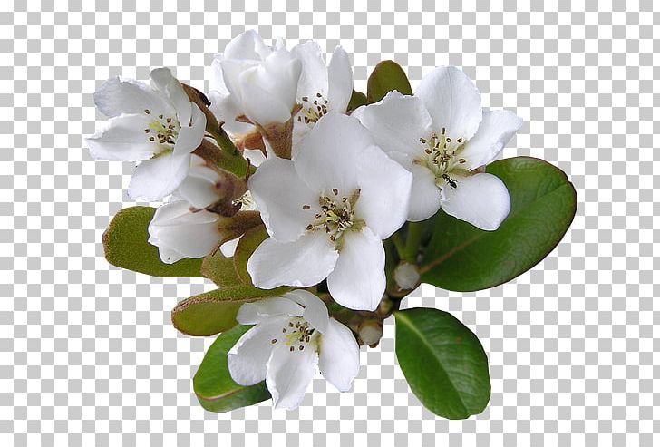 Cut Flowers Ant PNG, Clipart, Ant, Blossom, Branch, Cherry Blossom, Cut Flowers Free PNG Download