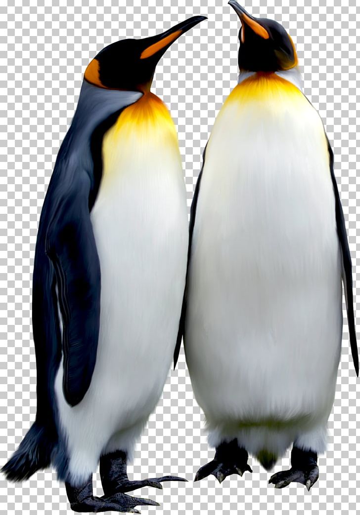 Penguin Bird Animal PNG, Clipart, Animal, Animals, Beak, Bird, Computer Icons Free PNG Download