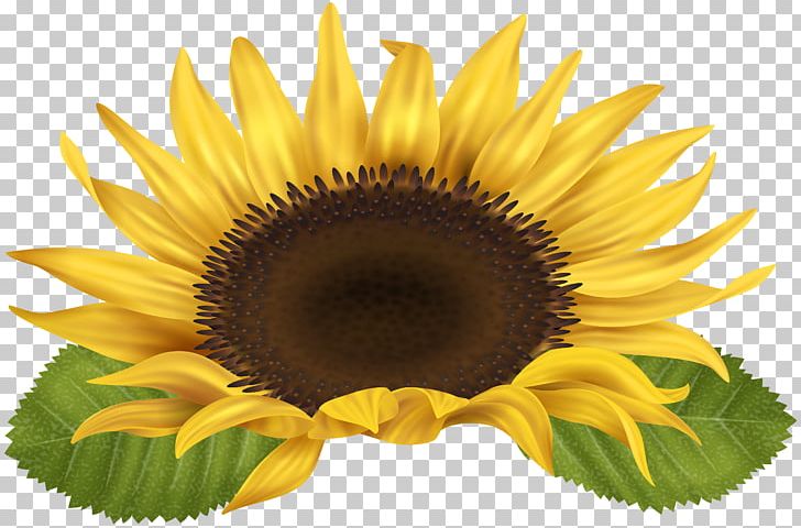 Common Sunflower Sunflower Seed PNG, Clipart, Closeup, Common Sunflower, Daisy Family, Desktop Wallpaper, Diagram Free PNG Download