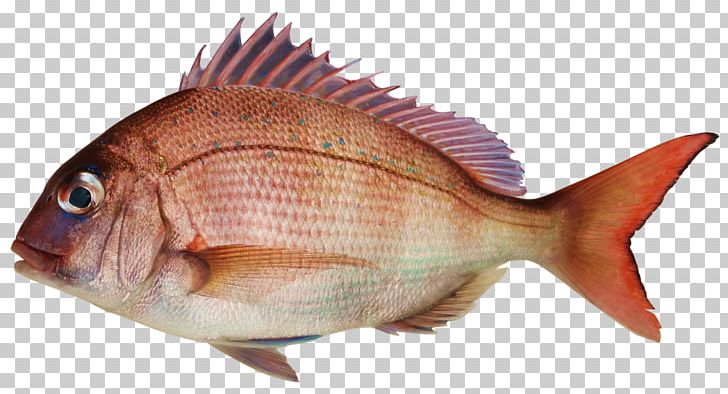 Fish Pond Seafood Pagrus Major PNG, Clipart, Angling, Animals, Animal Source Foods, Artikel, Bream Free PNG Download