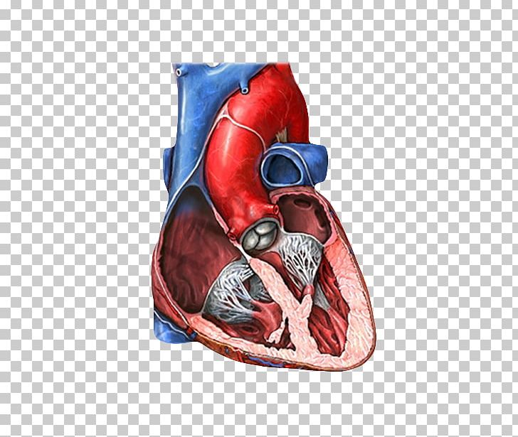 Mitral Valve Tricuspid Valve Heart Valve Mitral Insufficiency PNG, Clipart, Aorta, Aortic Valve, Atrium, Blood Vessel, Boxing Glove Free PNG Download