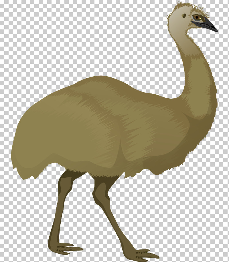 Bird Flightless Bird Ratite Greater Rhea Ostrich PNG, Clipart, Beak, Bird, Cranelike Bird, Emu, Flightless Bird Free PNG Download