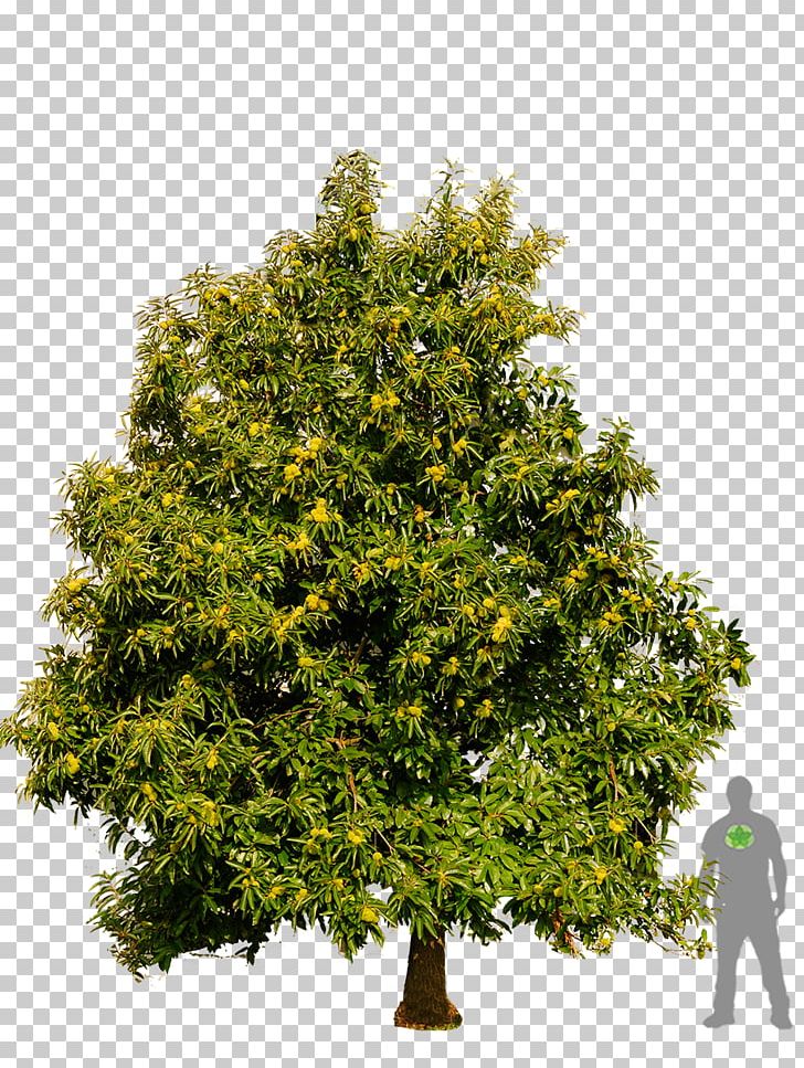 English Oak White Oak Tree Wood Acorn PNG, Clipart, Acorn, Acorn Tree, Beech, Branch, English Oak Free PNG Download