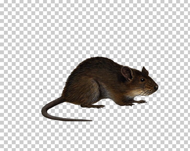 Brown Rat Mouse Black Rat PNG, Clipart, Animals, Animation, Biology, Black Rat, Brown Rat Free PNG Download