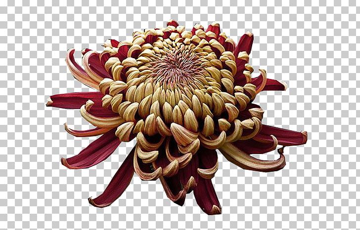 Chrysanthemum Japonense Imperial Seal Of Japan Chrysanthemum ×grandiflorum Cut Flowers PNG, Clipart, Birth Flower, Chrysanthemum, Chrysanthemum Grandiflorum, Chrysanths, Cut Flowers Free PNG Download