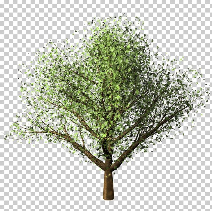 Clipping Path Maple Tree Birch PNG, Clipart, Architect, Architecture, Birch, Branch, Clipping Path Free PNG Download