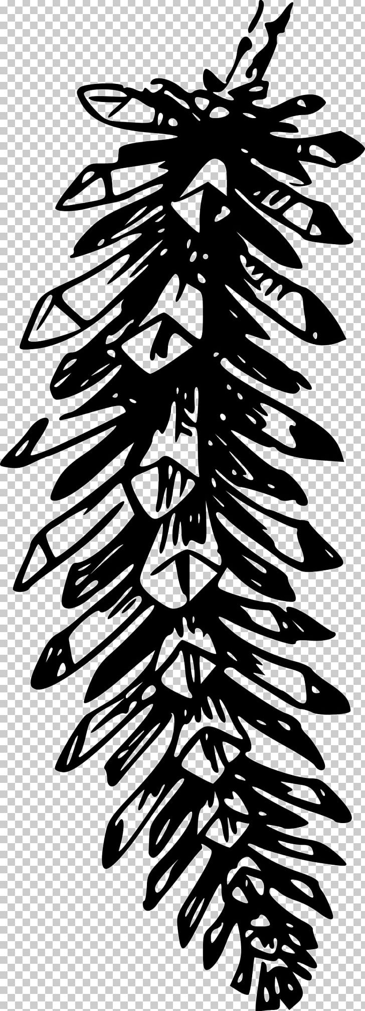 Conifer Cone Pine Conifers PNG, Clipart, Black And White, Branch, Cedar, Cone, Conifer Cone Free PNG Download