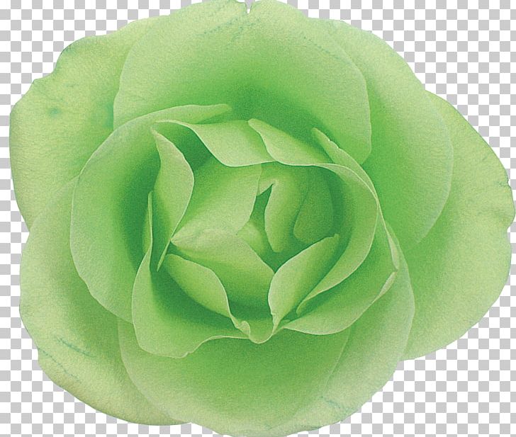 Flower Petal PNG, Clipart, Blue Rose, Flower, Green, Nature, Petal Free PNG Download