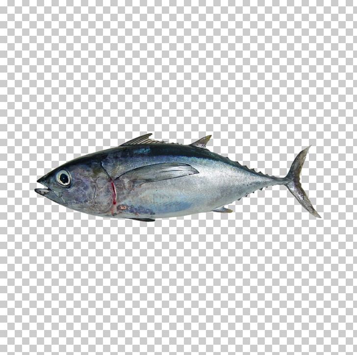 Mackerel Albacore Atlantic Bluefin Tuna Pacific Bluefin Tuna Southern Bluefin Tuna PNG, Clipart, Albacore, Animals, Bigeye Tuna, Bonito, Bony Fish Free PNG Download